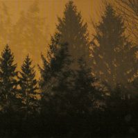 If These Trees Could Talk Above The..