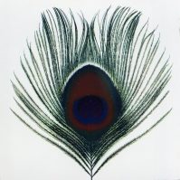 Xtc Apple Venus Vol.Ii..